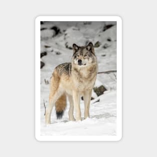 Timber Wolf Magnet