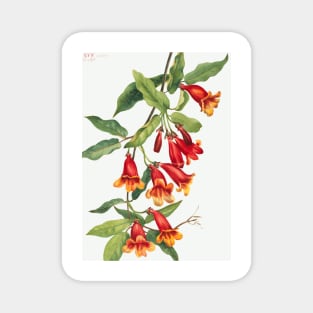 Crossvine By Mary Vaux Walcott Magnet