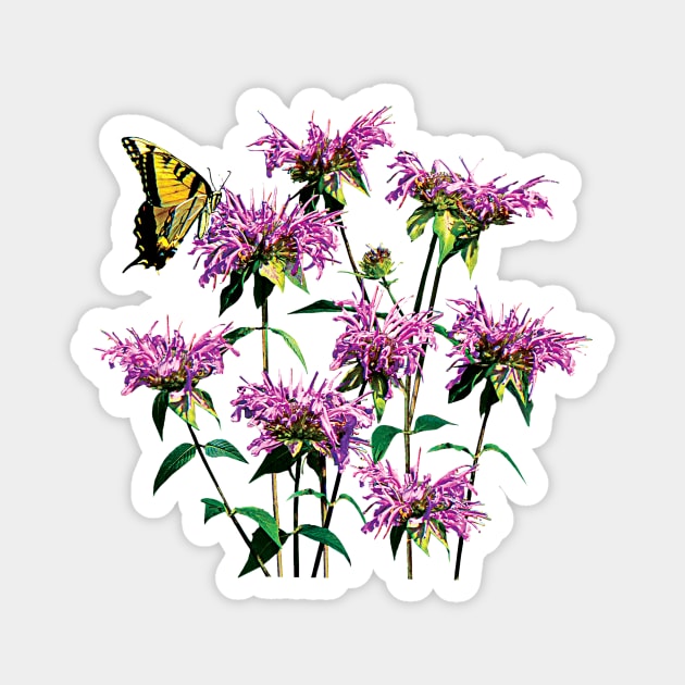 Bee Balm - Tiger Swallowtail on Bee Balm Magnet by SusanSavad