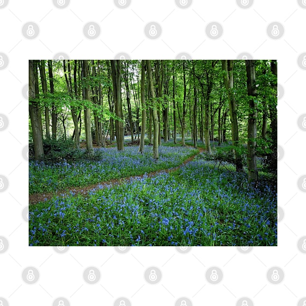 Bluebell Forest, East Sussex by Ludwig Wagner