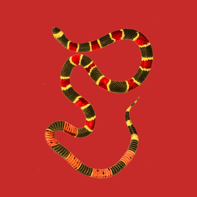 serpent,cobra,reptile,viper,venom,lizard,rattlesnake,king cobra,dragon,hydra,poison,venomous,plumber's snake,pythonidae,pythons,auger,python,squamata,serpentine,worm,big,ophidian,rattlesnakes,medusa,snakebite by vabontchi