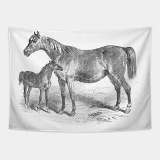 Mare and Foal Vintage Horse Illustration Tapestry