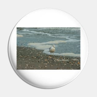 Ring-billed gull scapes Pin