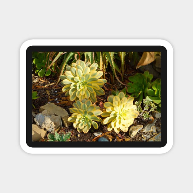 Succulent Blooms Magnet by bobmeyers