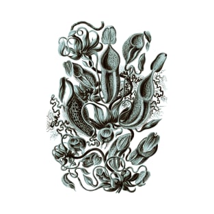 Ernst Haeckel Pitcher Plant  Teal T-Shirt