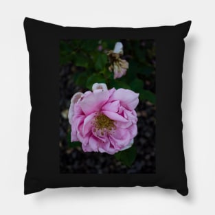Coloma Garden Pink rose Pillow