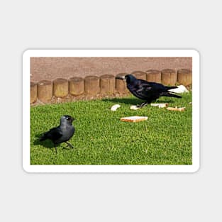 All Crows Together Magnet