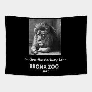 ART OF ZOO - LIONPHOTOGRAPH- SULTAN THE BARBARY LION, BRONX ZOO -1897 Tapestry