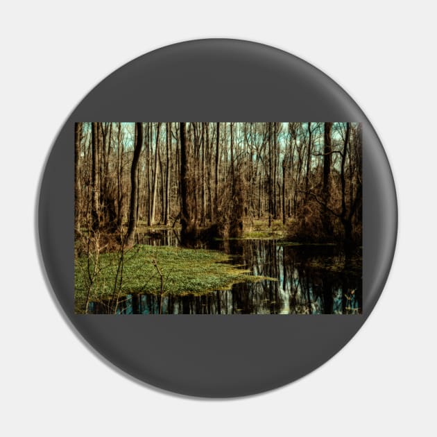 Swamp in Southeastern Georgia Pin by Gestalt Imagery