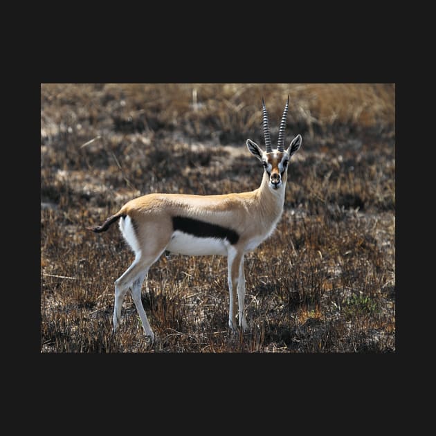 Thomson's Gazelles, Serengeti, Tanzania. by Carole-Anne