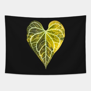 ANTHURIUM CLARINERVIUM VARIEGATED Tapestry