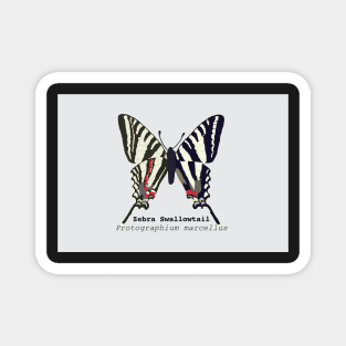 Zebra Swallowtail Magnet