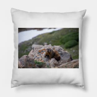 Marmot on Rock 2 Pillow