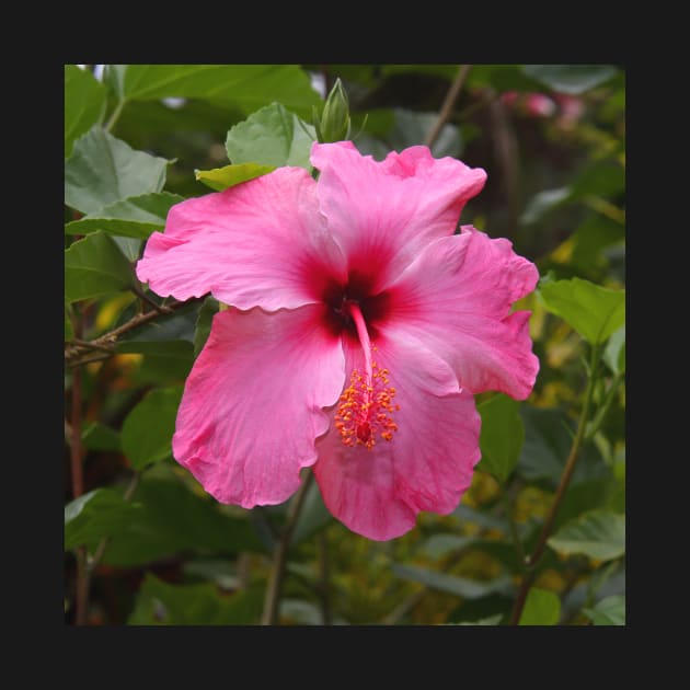 Pink Hibiscus by Carole-Anne