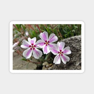 Phlox Subulata Candy Stripe Magnet