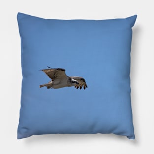 Osprey_VOA7583 Pillow