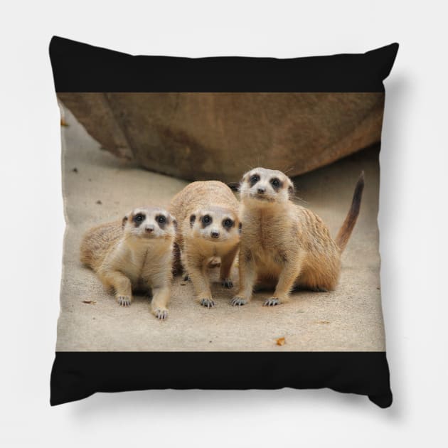 Our Cuteness Comes In A Package Deal, 3 For 1! Pillow by LeanneAllen