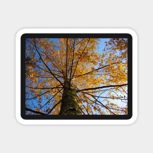 Autumn Sky Magnet