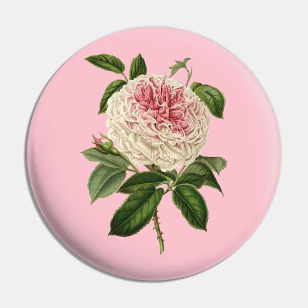 Beautiful Rose Flower Vintage Botanical Illustration Pin by Biophilia