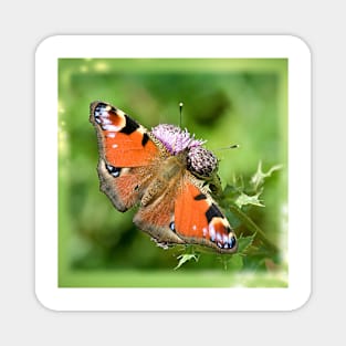 Peacock Butterfly Magnet