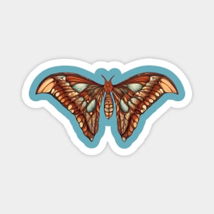 An illustration of an atlas moth Magnet