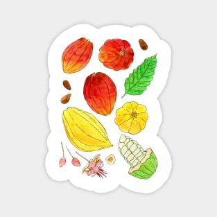 Cacao Magnet