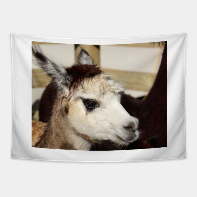 alpaca Tapestry by sma1050