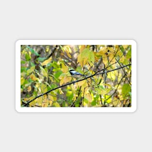 Black-capped Chickadee Perched On a Tree Branch Magnet