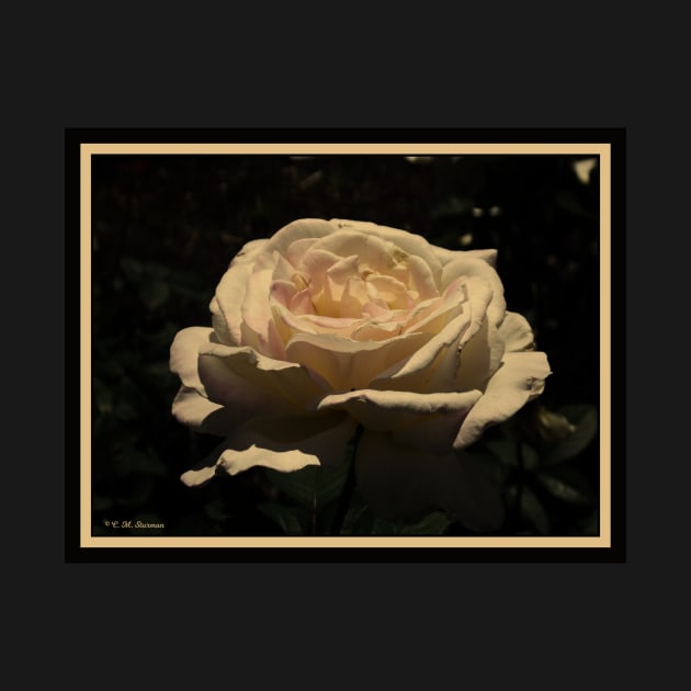 Sepia Rose by csturman