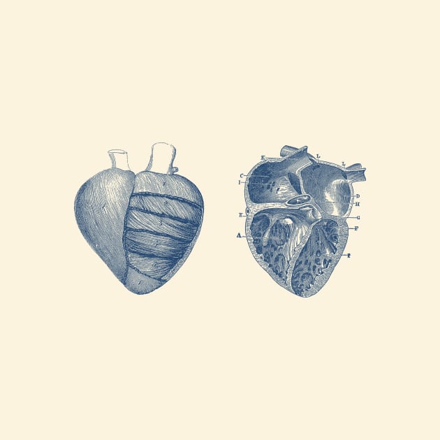 Heart Diagram - Dual View - Vintage Anatomy by Vintage Anatomy Prints