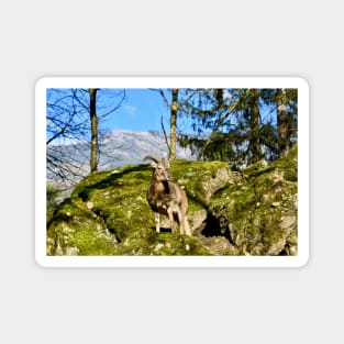 Schweiz / Swiss Artwork Photography Magnet