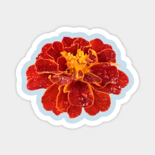 Tagetes patula &#39;Red Cherry&#39; French marigold Magnet