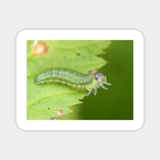 Sawfly larva, possibly Cimbicidae Magnet