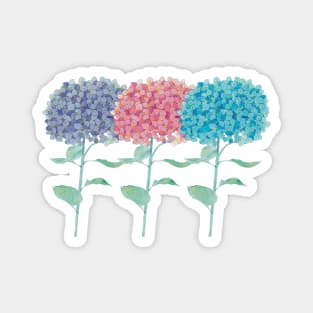 Hydrangeas multicolored watercolor Magnet