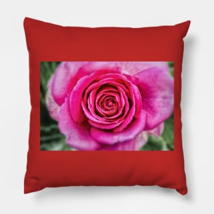 Hot Pink Rose Closeup Pillow