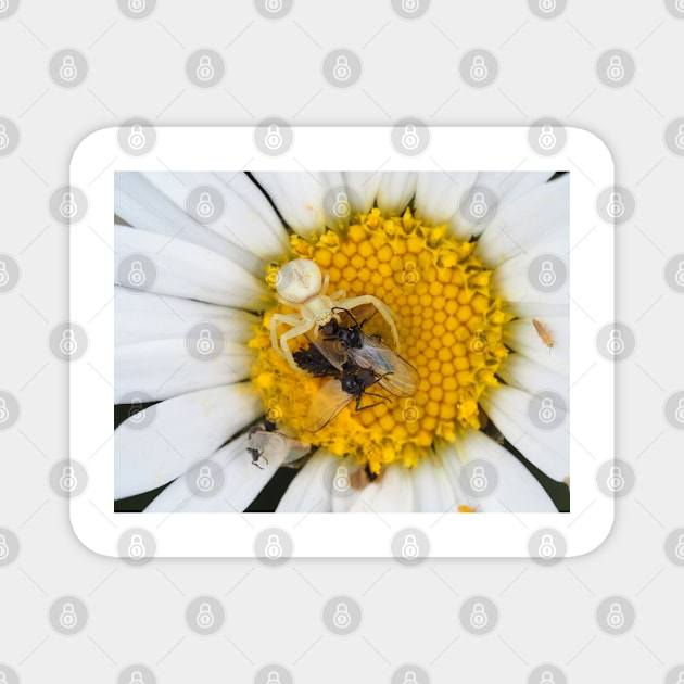 Tiny crab spider (likely male Misumena vatia) with lots of prey Magnet by SDym Photography