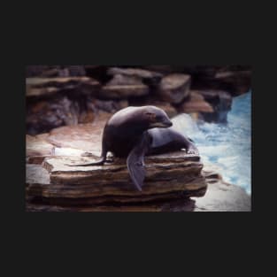 Seal on a rock T-Shirt