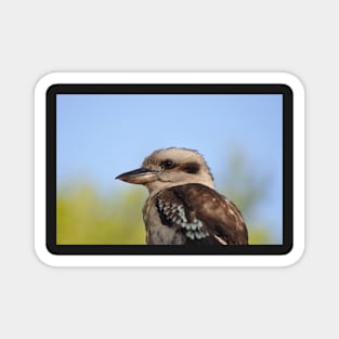 Australian Laughing Kookaburra Magnet