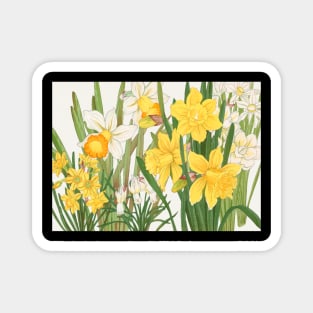 Vintage print - Yellow and white daffodils Long Magnet