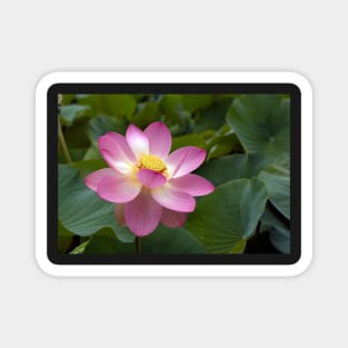 Lotus in flower Magnet