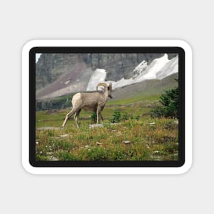 Bighorn Sheep Magnet