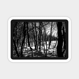 Winter forest in black and white Magnet