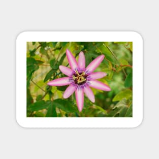 Lavender Lady Passiflora Magnet