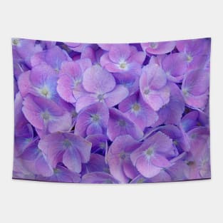 Hydrangea lilac Tapestry