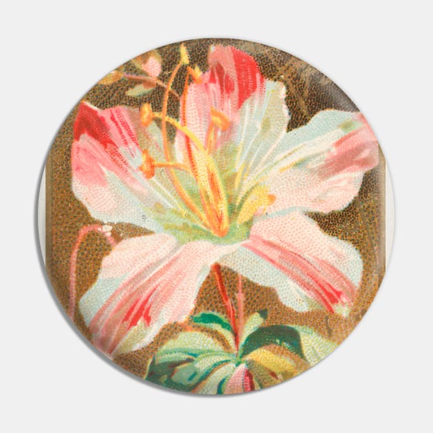 Azalia (Azalea Indica) Pin by WAITE-SMITH VINTAGE ART