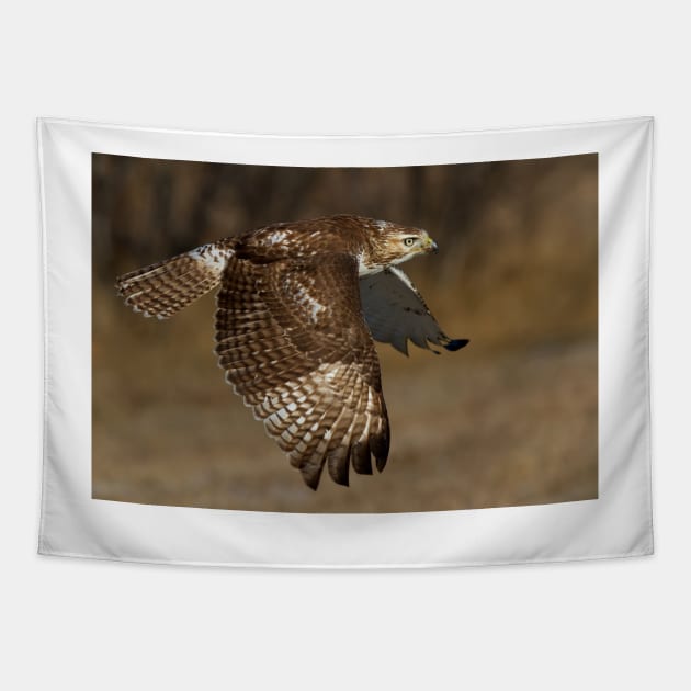 Red-tailed Hawk in Flight Tapestry by Jim Cumming