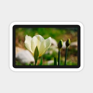 Yellow Tulips and Buds Magnet