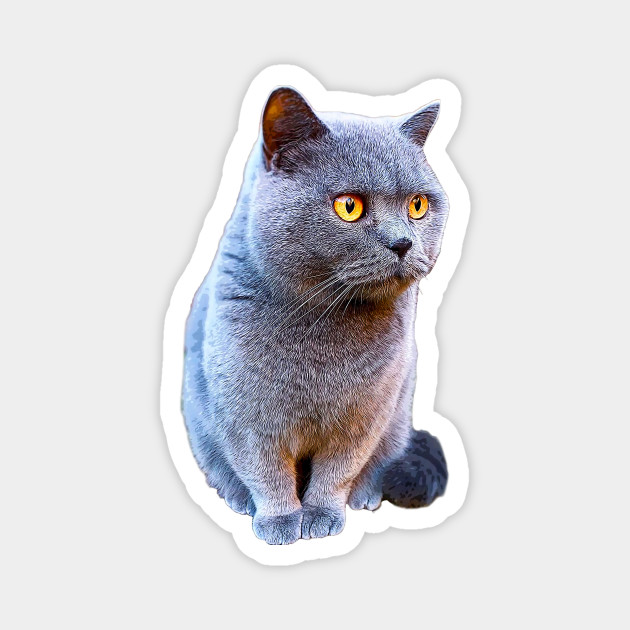 British Shorthair Cat Blue With Orange Eyes British Shorthair