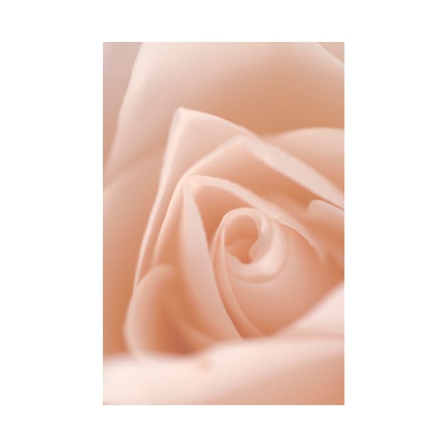 Light Pink Rose by NewburyBoutique