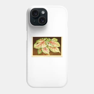 Caladium 'White Queen' - Botanical Illustration Phone Case